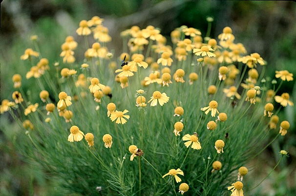 {Helenium amarum}